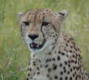 Gepard