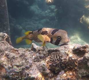 Igelfisch (am Hausriff vom Fantazia Resort)