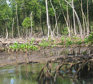 Mangrovenwälder