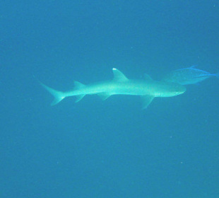 Hai + Makrele (schnorchelnd)