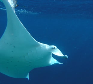 Mantarochen / Teufelsrochen