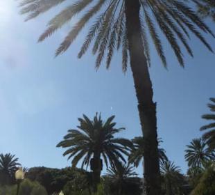 Im Park / Parque Doramas (unterer Bereich)