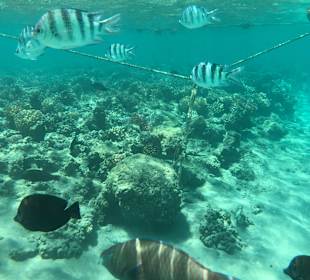 Schnorcheln Makadi Bay