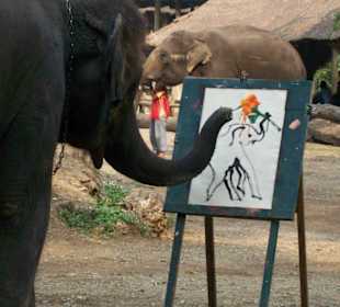 Maetaman Elephant Camp