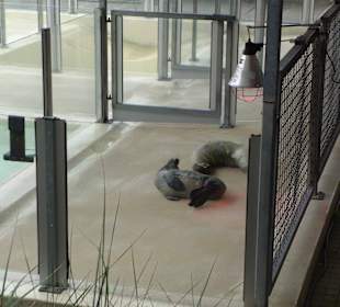 Wenige Tage alte Heuler 