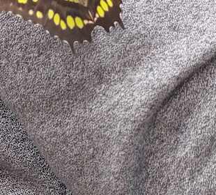 Schmetterlingsgarten