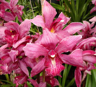 Orchideengarten im Monte Palace Tropical Garden