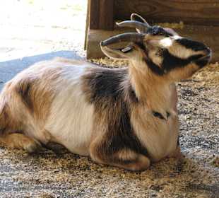 Ziege auf dem Gelände der Plimoth Plantation