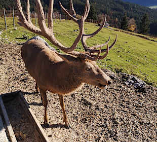 Wochenbrunner Alm