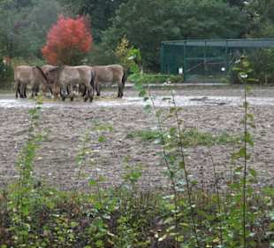 Tierpark
