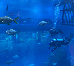 Aquarium in der Dubai Mall