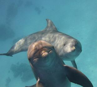 Delfine-Joseph Mogli`s Freunde