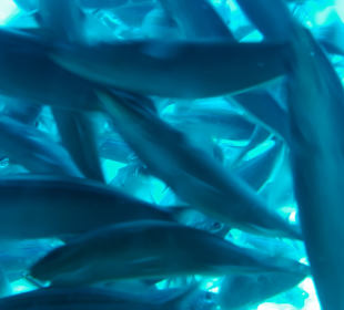 U-Boot Tour Hurghada