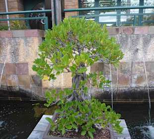 Botanischer Garten Kirstenbosch