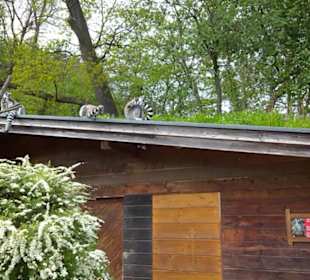 Südamerika Bereich - Katta