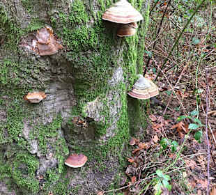 Wandern Zutphen