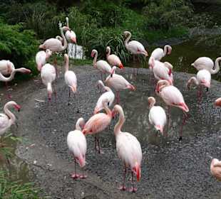 Bei den Flamingos im Zoo Salzburg