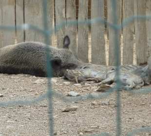 Warzenschweine