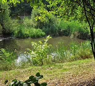 Wasserbiotop im Arboretum Wildeshausen
