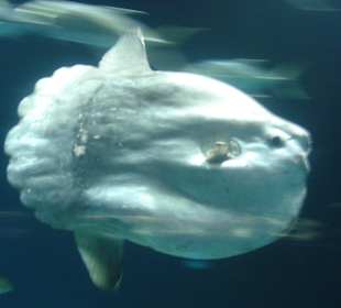 Aquarium L’Oceanogràfic 