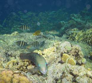 Zdjęcia rafy wykonane przeze mnie pod wodą