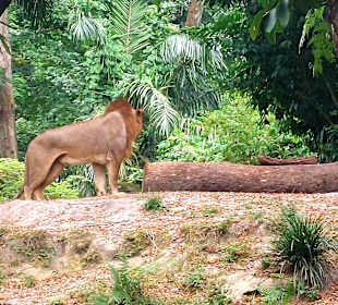 Singapur Zoo