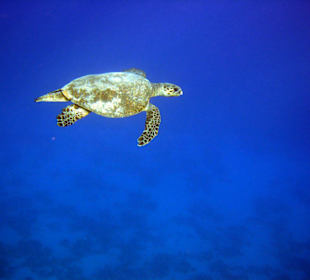 Hausriff Tulip Resort