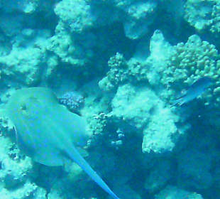 Kamerascheuer Riffbewohner (Blaupunktrochen)