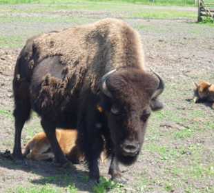 Safari bizon
