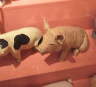 SchweineMuseum