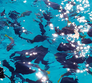 Glasbodenboot Tour Hurghada