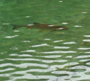 Bei den Plitvicer Seen