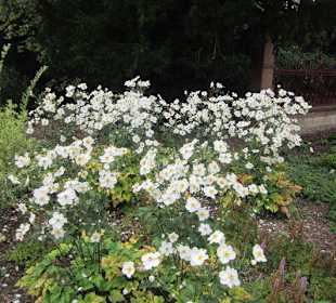 Kurpark Bad Dürkheim