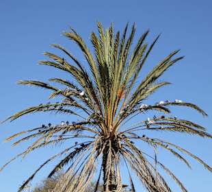 Tauben auf der Palme
