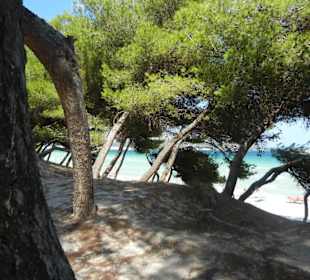 Strand Alcudia