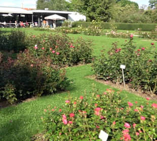 Rosengarten Botanischer Garten