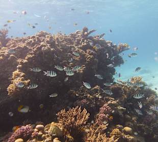 Einmalie Erlebnisse mit Mo´s Delfinen