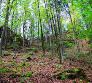 Wanderung zum Bärenfels