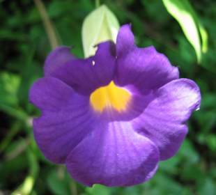 Ausflug Ocho Rios - Botan.Garten