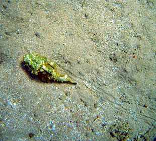 Schnorcheln Dahab