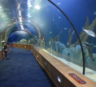 Unbedingt anschauen: das Oceanografic