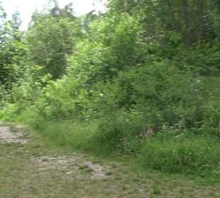 Schutzgebiet Spitzberg, Pfaffenberg