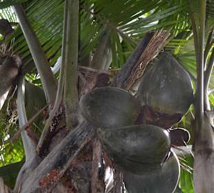 Female Coco de Mer Palm