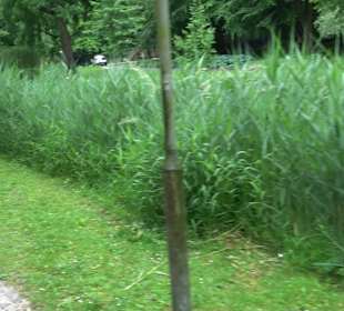 Forellenbächle Glacis Park