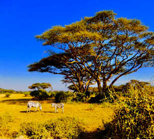Amboseli 