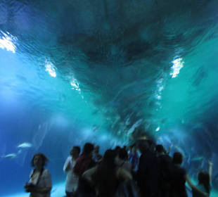 Aquarium / Oceanongrafic