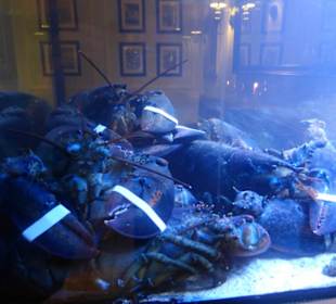 In den Aquarien ist diveres Meeresgetier