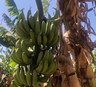Leckere Bananen