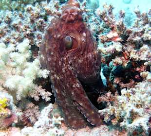 Schnorcheln Hurghada