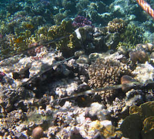 Flötenfische in Sharm el Naga